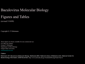 Baculovirus Molecular Biology Figures and Tables (revised 5/10/09) Copyright G. F. Rohrmann