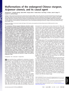 Malformations of the endangered Chinese sturgeon,