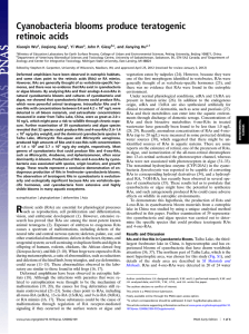 Cyanobacteria blooms produce teratogenic retinoic acids Xiaoqin Wu , Jieqiong Jiang