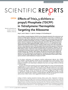 Effects of Tris(1,3-dichloro-2- propyl) Phosphate (TDCPP) Tetrahymena Thermophila Targeting the Ribosome