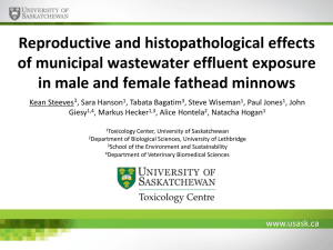 Reproductive and histopathological effects of municipal wastewater effluent exposure
