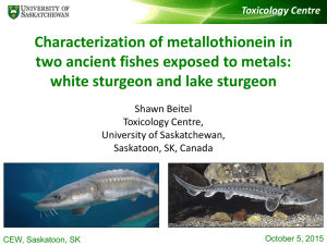 Characterization of metallothionein in two ancient fishes exposed to metals: