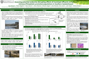 Assessing potential endocrine disrupting effects of municipal effluents on fathead