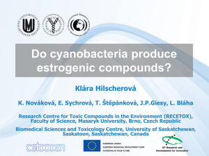Do cyanobacteria produce estrogenic compounds? Klára Hilscherová