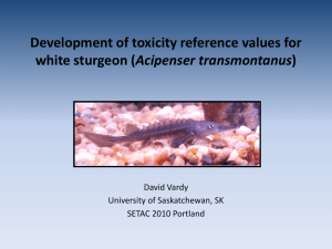 Development of toxicity reference values for Acipenser transmontanus David Vardy