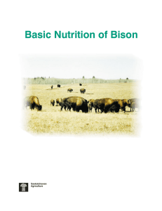 Basic Nutrition of Bison Saskatchewan Agriculture and Food