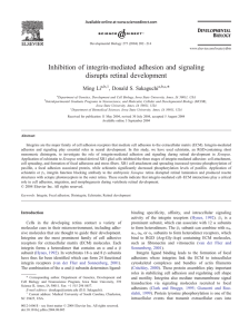 Inhibition of integrin-mediated adhesion and signaling disrupts retinal development * Ming Li