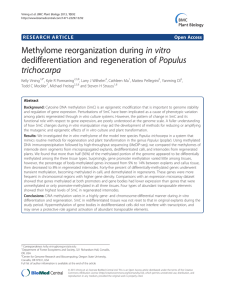 Methylome reorganization during in vitro dedifferentiation and regeneration of Populus trichocarpa
