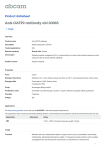 Anti-OATP2 antibody ab103065 Product datasheet 1 Image Overview