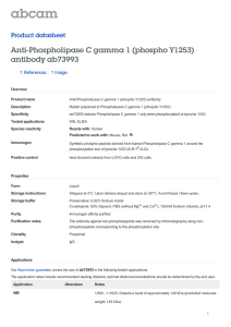 Anti-Phospholipase C gamma 1 (phospho Y1253) antibody ab73993