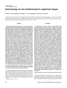 Seed biology of rush skeletonweed in sagebrush steppe