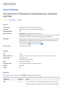 Anti-Glycerol 3 Phosphate Dehydrogenase antibody ab87286