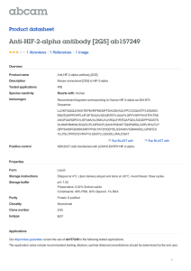 Anti-HIF-2-alpha antibody [2G5] ab157249 Product datasheet 1 Abreviews 1 Image