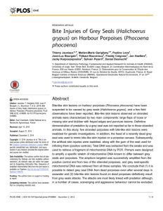 Bite Injuries of Grey Seals (Halichoerus grypus) on Harbour Porpoises (Phocoena phocoena)