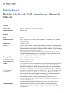 Hsalpha 1 Antitrypsin ChIP primer Intron 1 (Forward)