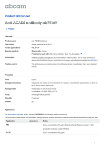Anti-ACADS antibody ab79169 Product datasheet 2 Images