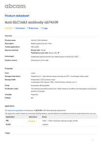 Anti-SLC16A3 antibody ab74109 Product datasheet 1 Abreviews 1 Image