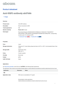 Anti-UGP2 antibody ab57686 Product datasheet 1 Image Overview