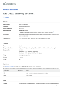 Anti-Cdc23 antibody ab137461 Product datasheet 2 Images