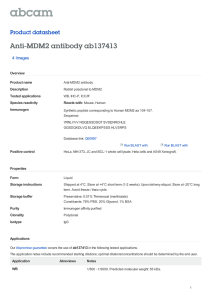Anti-MDM2 antibody ab137413 Product datasheet 4 Images Overview