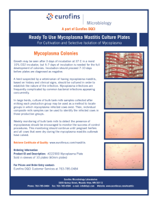Ready To Use Mycoplasma Mastitis Culture Plates Mycoplasma Colonies