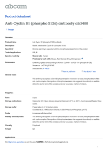 Anti-Cyclin B1 (phospho S126) antibody ab3488 Product datasheet 1 Image Overview