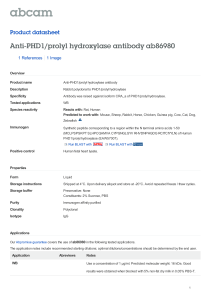 Anti-PHD1/prolyl hydroxylase antibody ab86980 Product datasheet 1 References 1 Image