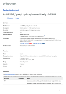 Anti-PHD2 / prolyl hydroxylase antibody ab26058 Product datasheet 1 References 1 Image