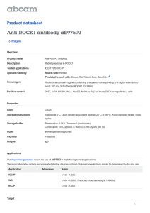 Anti-ROCK1 antibody ab97592 Product datasheet 3 Images