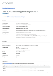 Anti-ROCK1 antibody [EPR638Y] ab134181 Product datasheet 3 Abreviews 3 Images