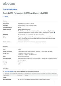 Anti-SMC3 (phospho S1083) antibody ab83970 Product datasheet 2 Images