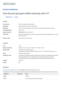 Anti-Smad3 (phospho S425) antibody ab51177 Product datasheet 4 References 1 Image