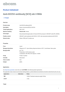 Anti-SOCS3 antibody [5C2] ab119806 Product datasheet 2 Images Overview