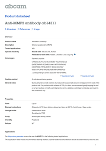 Anti-MMP2 antibody ab14311 Product datasheet 2 Abreviews 1 Image