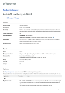 Anti-ATR antibody ab10312 Product datasheet 4 References 1 Image