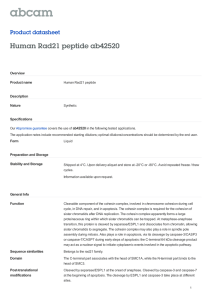 Human Rad21 peptide ab42520 Product datasheet Overview Product name