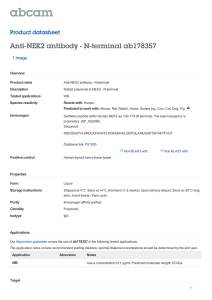 Anti-NEK2 antibody - N-terminal ab178357 Product datasheet 1 Image