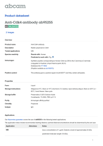 Anti-Cdk4 antibody ab95255 Product datasheet 2 Images