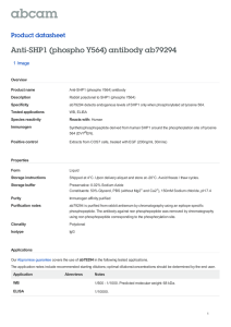 Anti-SHP1 (phospho Y564) antibody ab79294 Product datasheet 1 Image Overview
