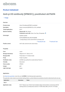 Anti-p130 antibody [SPM301], prediluted ab75694 Product datasheet 1 Image