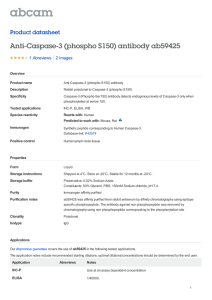 Anti-Caspase-3 (phospho S150) antibody ab59425 Product datasheet 1 Abreviews 2 Images