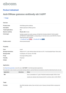 Anti-DNase gamma antibody ab116297 Product datasheet 1 Image Overview