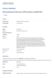 Recombinant Human ATR protein ab204140 Product datasheet 1 Image Overview
