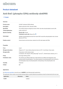 Anti-Raf1 (phospho S296) antibody ab60985 Product datasheet 2 Images Overview