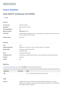 Anti-GGCT antibody ab103046 Product datasheet 1 Image Overview