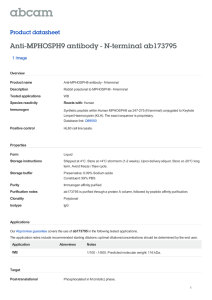 Anti-MPHOSPH9 antibody - N-terminal ab173795 Product datasheet 1 Image Overview