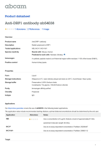 Anti-DRP1 antibody ab54038 Product datasheet 1 Abreviews 1 Image