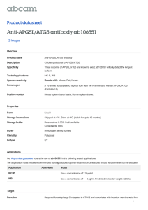 Anti-APG5L/ATG5 antibody ab106551 Product datasheet 2 Images Overview