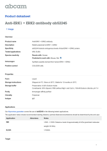 Anti-ERK1 + ERK2 antibody ab52245 Product datasheet 1 Image Overview