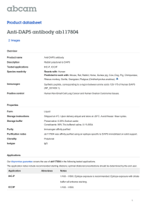 Anti-DAP5 antibody ab117804 Product datasheet 2 Images
